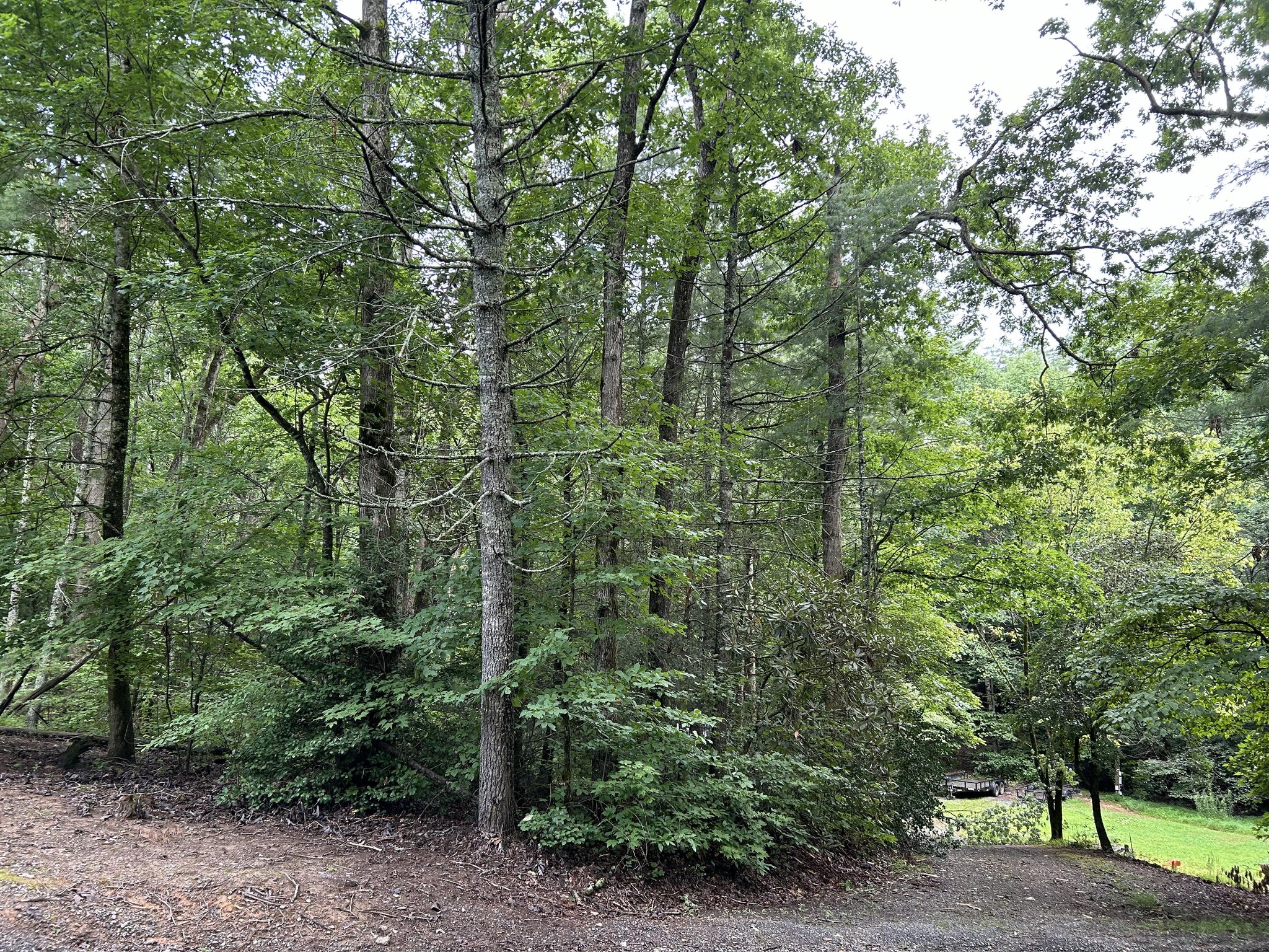 Forestry Mulching Service Dahlonega GA | Land Clearing Near Me