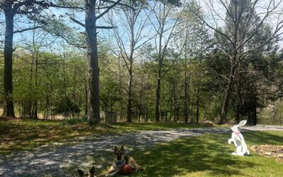 Forestry Mulching for Residential Properties: What Homeowners Need to Know