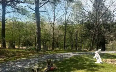 Forestry Mulching for Residential Properties: What Homeowners Need to Know