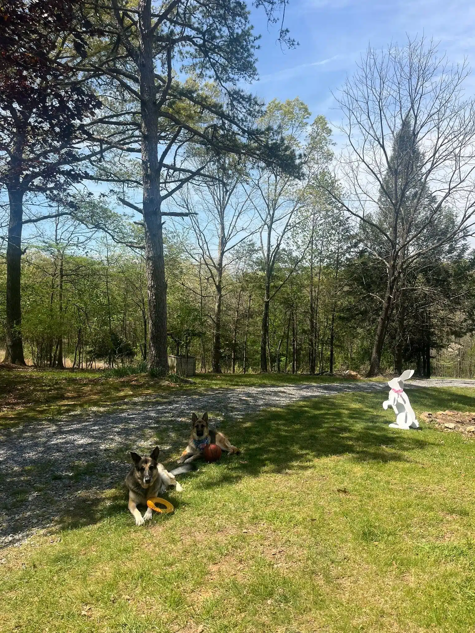 Two German Shepherds resting on grassy wooded yard