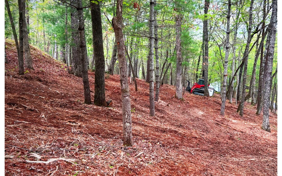 Forestry Mulching vs Traditional Land Clearing: Which Is Right for Your Property?