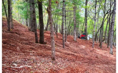 Forestry Mulching vs Traditional Land Clearing: Which Is Right for Your Property?