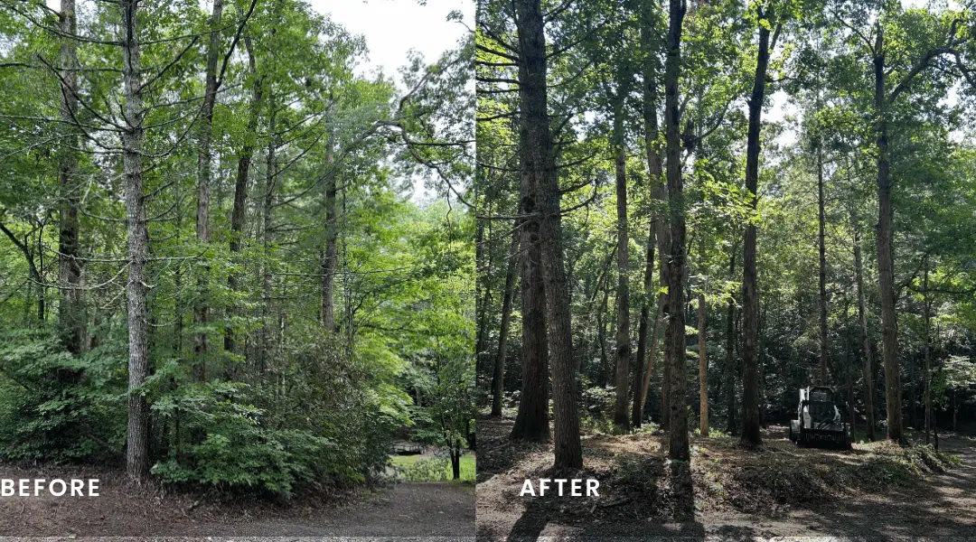 Fall Brush & Underbrush Removal: Preparing Your North GA Property for Winter