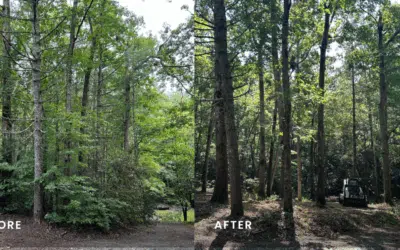 Fall Brush & Underbrush Removal: Preparing Your North GA Property for Winter