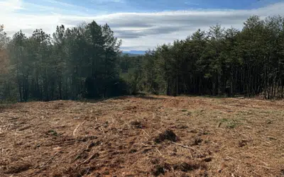 Forestry Mulching vs. Traditional Land Clearing