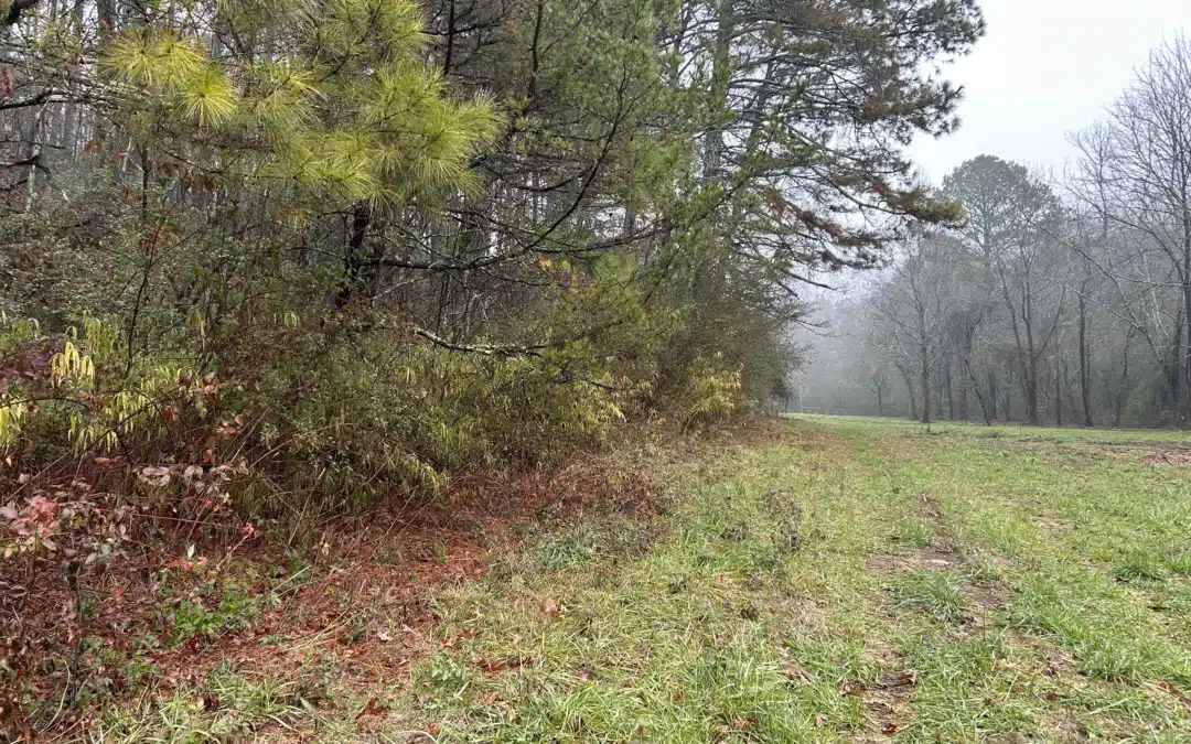 5 Ways Forestry Mulching Enhances Your Property’s Value in North Georgia