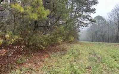 5 Ways Forestry Mulching Enhances Your Property’s Value in North Georgia