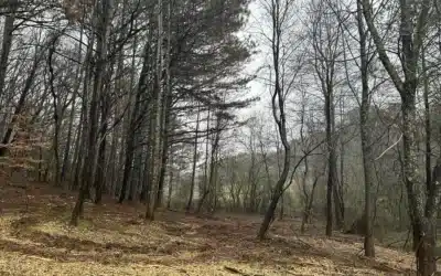 Forestry Mulching for Invasive Species Control in the Blue Ridge Mountains