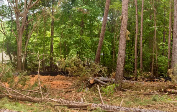 Property Line & Fence Line Clearing