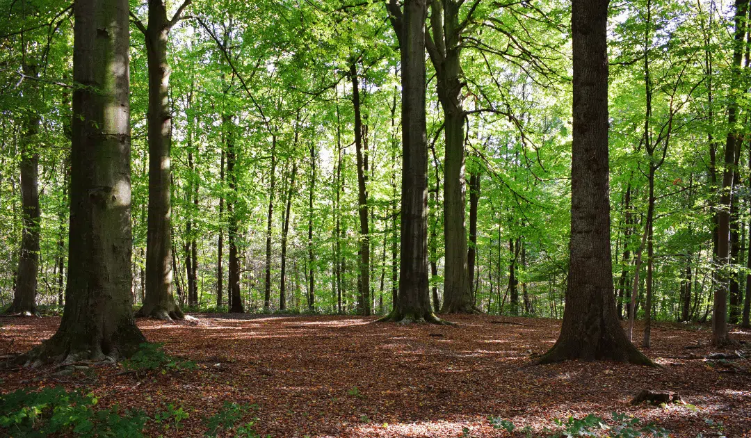 Seasonal Land Management Tips for Fall: Preparing Your Land for Winter