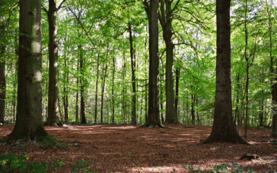 Seasonal Land Management Tips for Fall: Preparing Your Land for Winter