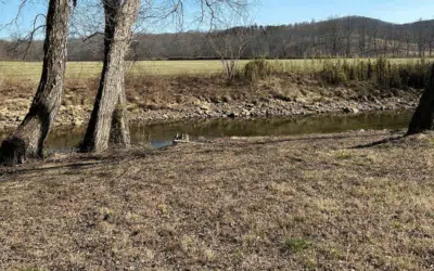 Environmental Benefits of Forestry Mulching vs. Traditional Methods