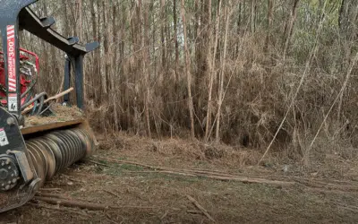 What Rural Landowners Need to Know About Forestry Mulching in North Georgia
